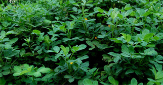 花生怎么施用葉面肥？花生葉面肥施用技術(shù)